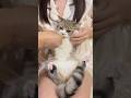 ツナのトレンドメドレー🐱❤️ #猫 #子猫 #cat #kitten #猫のいる暮らし