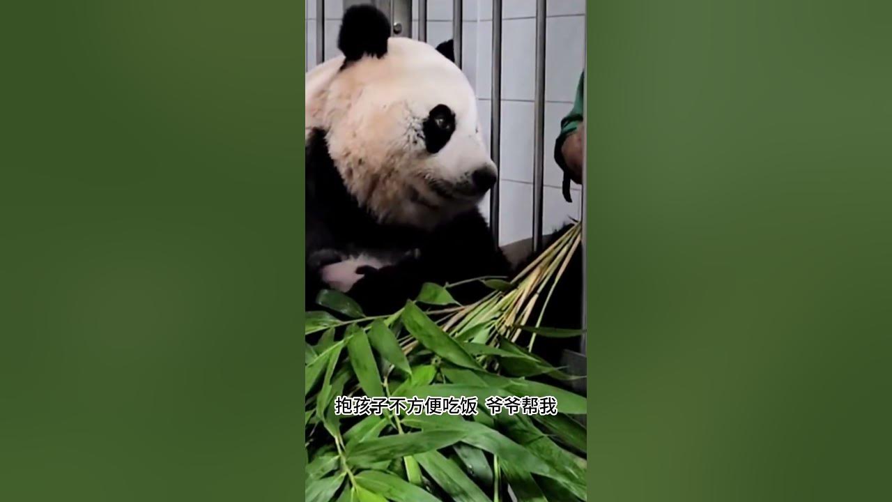 大熊猫“爱宝”有多信任姜爷爷 | Giant Panda Aibao Trusts grandpa #panda #パンダ #팬더 #大熊猫