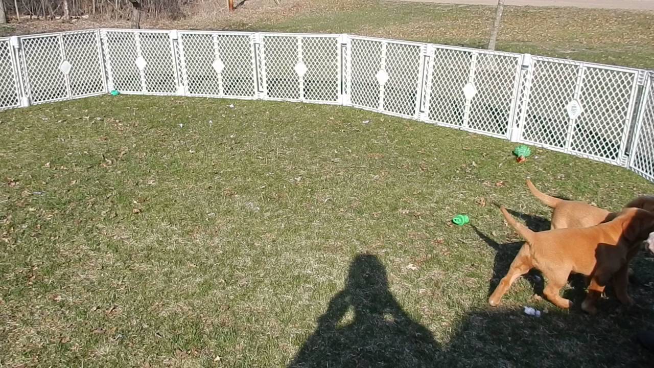 red lab pups playing - YouTube