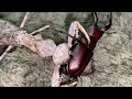 【閲覧注意】ノコギリクワガタを食べるカマキリ(ダブルシールドマンティス)