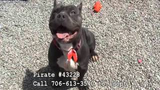 Athenspets 5 9 2015