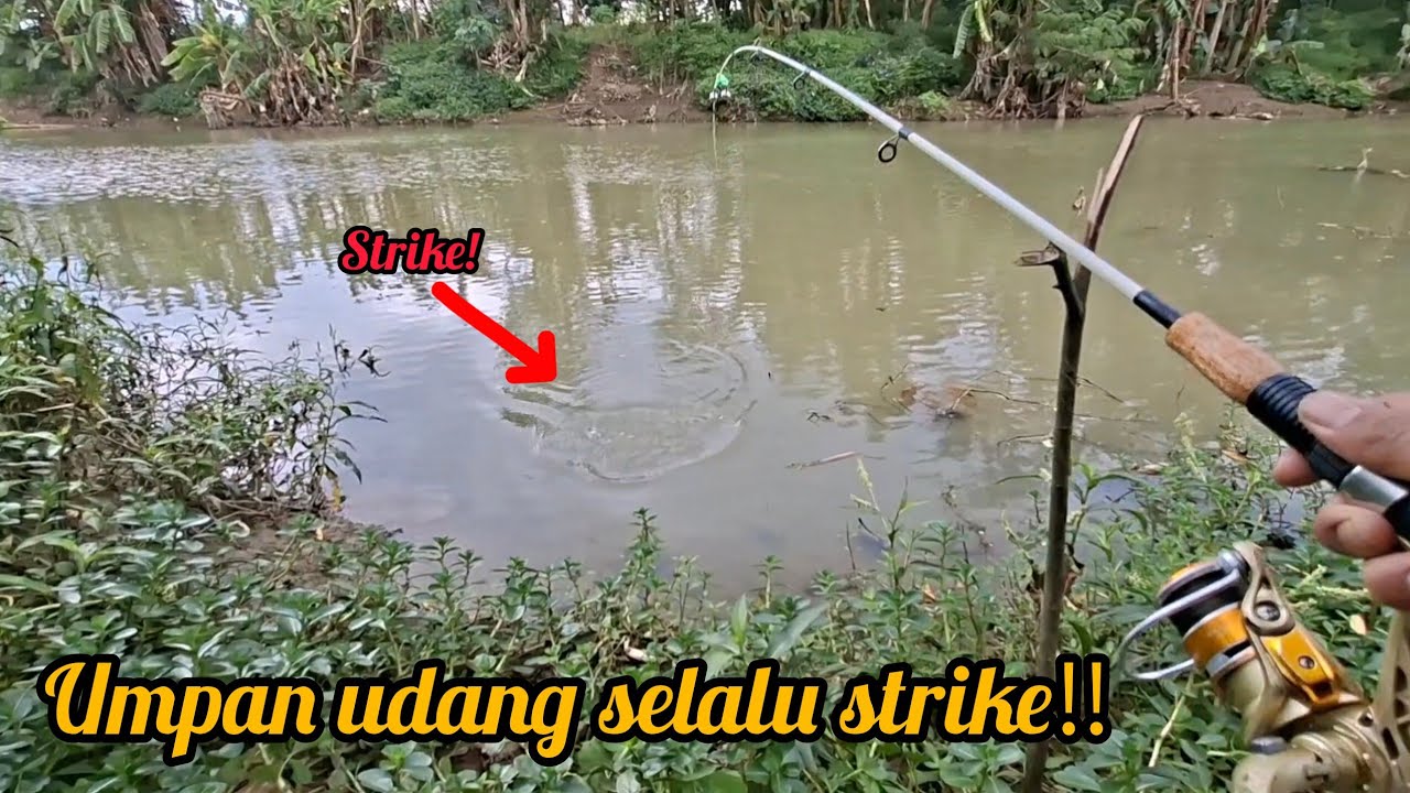 Mancing umpan udang dispot istimewa emang selalu haup‼️