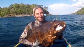Marbled grouper - Mérou marbré - Epinephelus fuscoguttatus