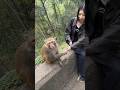 wait for end #monkey #shortsfeed #viralshort