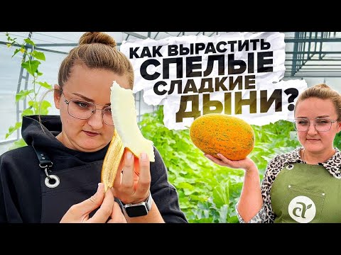 Видео: Отглеждане на дини без семки: Как да отглеждате дини без семки без семена