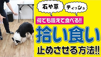 拾い食い Youtube