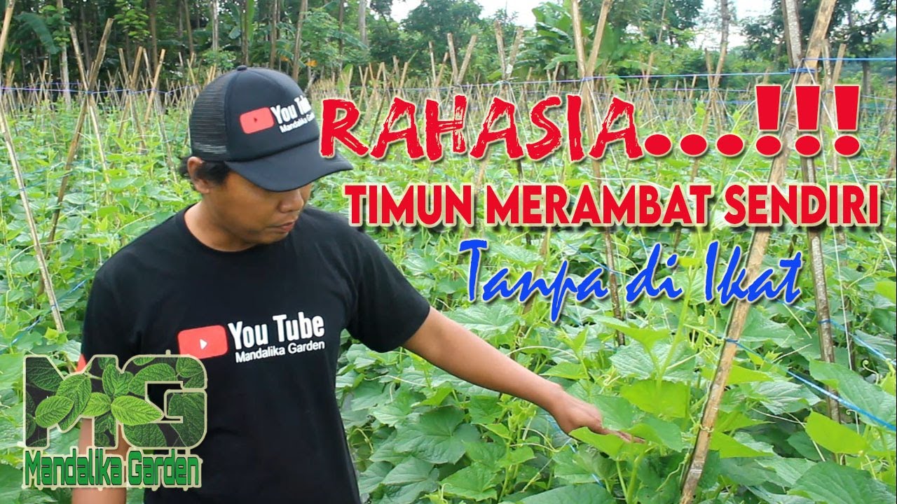 Timun Bisa Merambat Tanpa Perlu Di Ikat