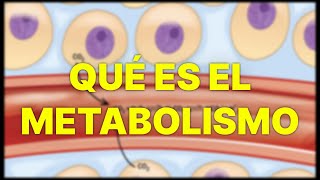 qu Es El Metabolismo Dnde Ocurre Y Cual Es Su Importancia