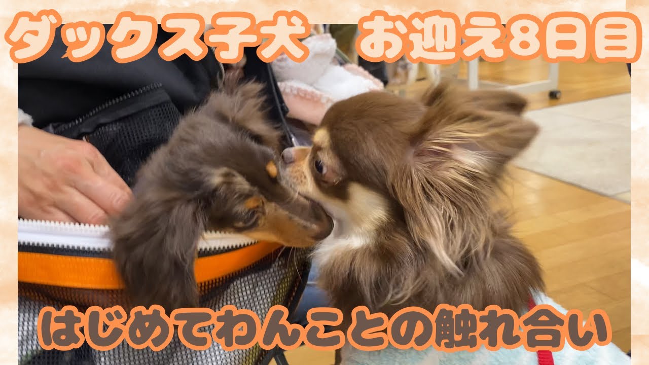 【エトワとステラ】ダックス子犬　お迎え８日目の様子　はじめてワンコとの触れ合い　犬慣れ　はじめてのご挨拶