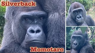 Gorilla⭐️ Silverback Momotaro does his best as a father to two naughty sons.【Momotaro family】