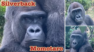 思春期の長男に悩まされながら、2児の父として奮闘中の父ゴリラ⭐️Gorilla【京都市動物園】Momotaro does his best as a father to two naughty son