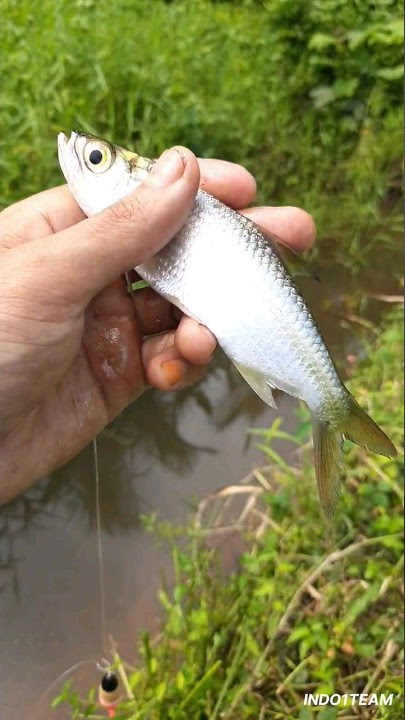 mancing ikan di parit kecil ternyata sarang semua jenis ikan, di kampung kalian ini nama ikanya ap?