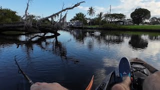 Mive Tarpon Hit On Chug Bug Top Water Lure