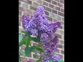 Lilac丁香花語:初戀的悸動,永不褪色的記憶,忠誠的守候 #flowers #nature #lilac #flowerspotting #bloomingflowers #blooming