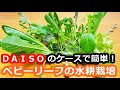 ダイソーの容器で育てるベビーリーフの簡単水耕栽培