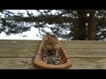 Lakeside Chipmunks & Forest Squirrels - June 22, 2021