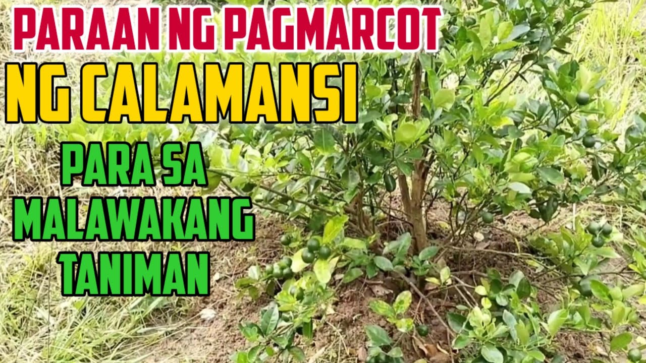 Tamang Paraan ng Pag-Marcot ng Calamansi Para sa Malawakang Taniman