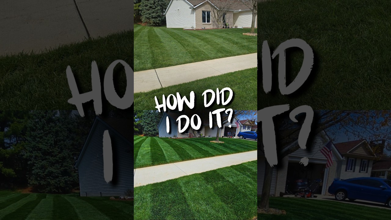 What's The BEST Grass Seed For PERFECT Lawn Stripes