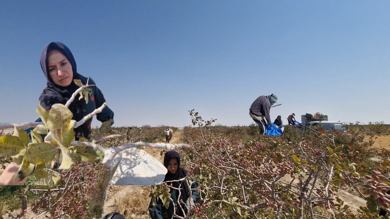 Iran's Green Gold: Women's Work and Inequality Behind the Scenes of Pistachio Exports