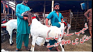 Shoaib ka GIANT Maal - Cattle Of Pakistan 2020-Shahpur Kanjra Bakra Mandi Lahore 2020