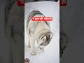 “ये कुत्ता नहीं, भेड़िया है! Husky के shocking secrets 🐺”  #imformative #newshorts #hunskydog #viral