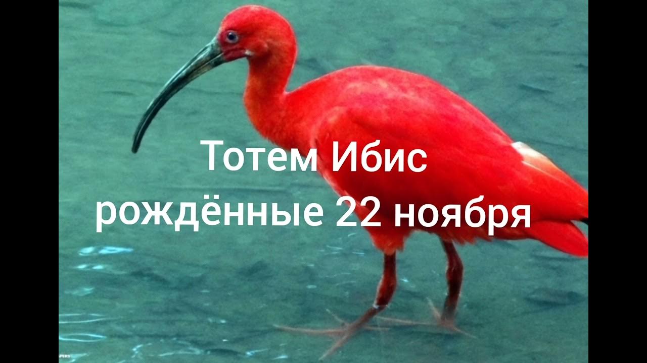 Рожденные 22 ноября. Ибис тотемное животное. Тотем Чайка.