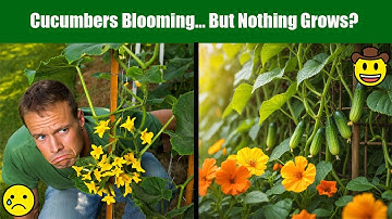 Cucumbers Blooming but No Fruit? Fix This Before It