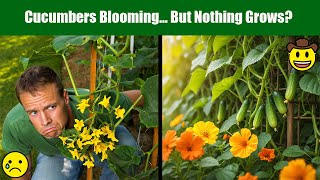 Cucumbers Blooming but No Fruit? Fix This Before It's Too Late!!!