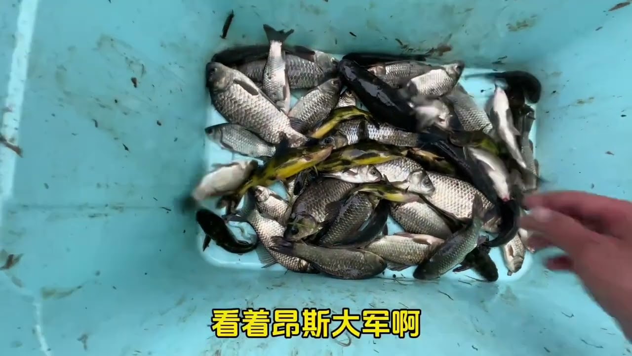 一个小的地方出货意想不到！ 黄鳝今天也满足了！ #户外捕鱼  #真实户外  #户外  #今天的收获  #抓黄鳝