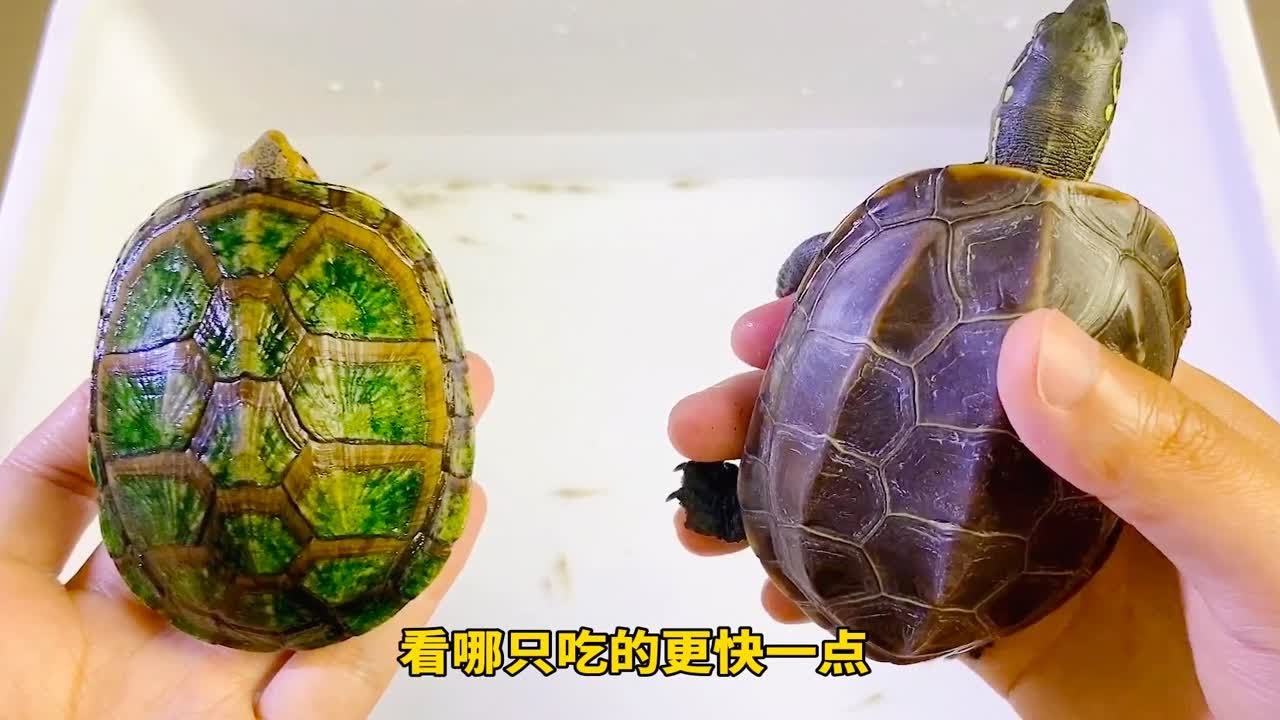 逮虾户，中华草龟和“绿毛龟”大PK，结局太意外 - YouTube