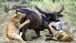 Buffaloes Risk Their Lives To Attack Lions To Save Themselves And Their Fellow Humans | For Survival