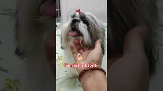 Lion 🦁 #pets #shihtzu #cute #puppy #cutedog