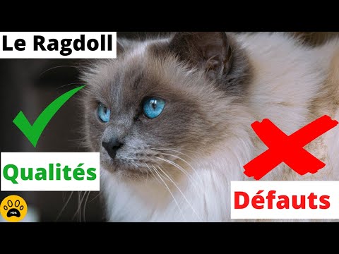 Vidéo: Faits, photos et conseils d'entretien sur la race des chats Ragdoll