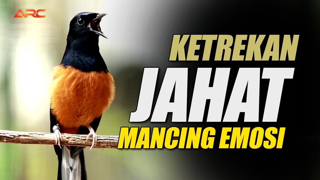 KETREKAN KASAR PANCINGAN EMOSI MURAI BATU MALAS BUNYI CEPAT GACOR KELUARIN MATERI ISIAN