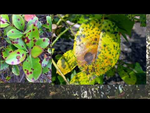 Video: Bagaimana cara mengobati bercak daun entomosporium pada photinia?