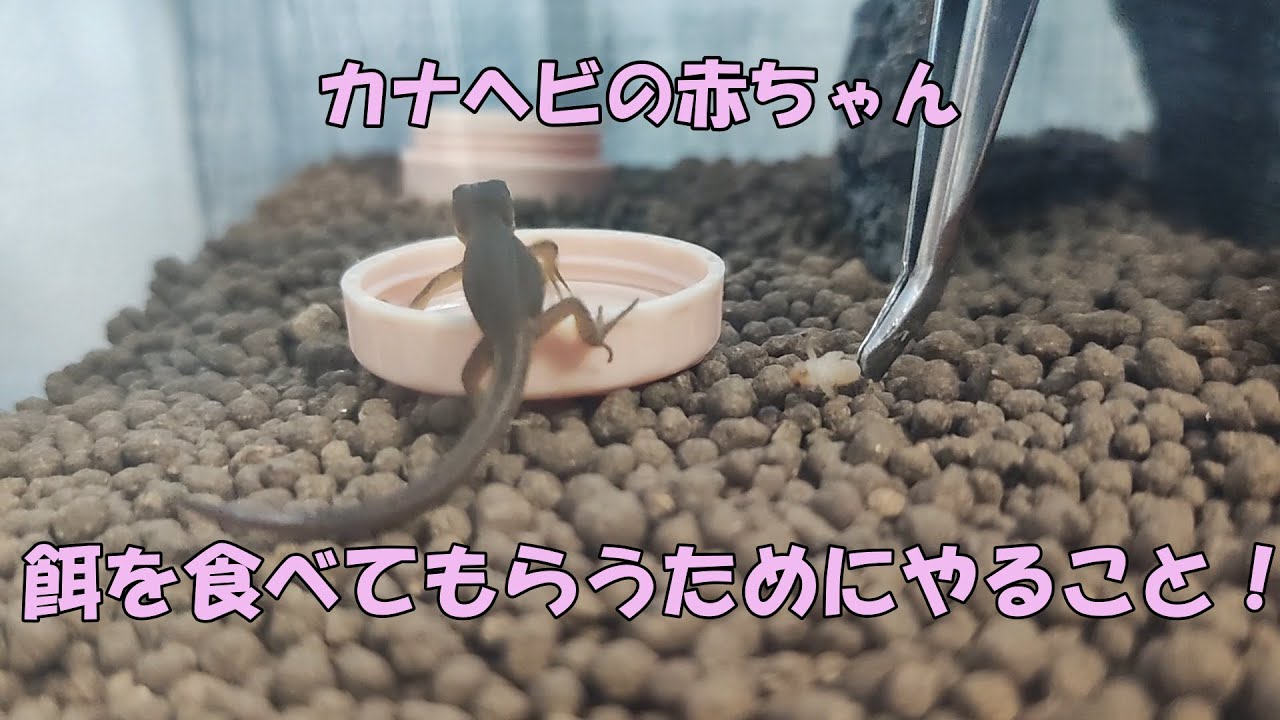 カナヘビ赤ちゃんに餌を食べさせるコツ