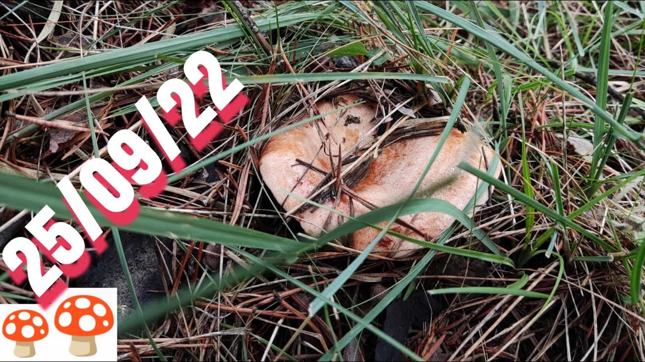 SETAS 2022 🍄 Salida por Prepirineo, 1200 metros, 25 septiembre 2022.