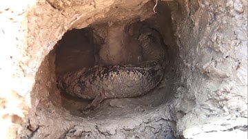 Cá Đồng Mắc Cạn Vào Mùa Khô Như Thế Nào?