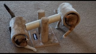 CUTE Kittens Play w/ CRAZY Teeter Totter! Part 2