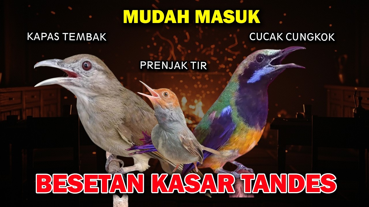 MASTERAN KASARAN KAPAS TEMBAK CUCAK CUNGKOK PRENJAK TIR ROLL PANJANG