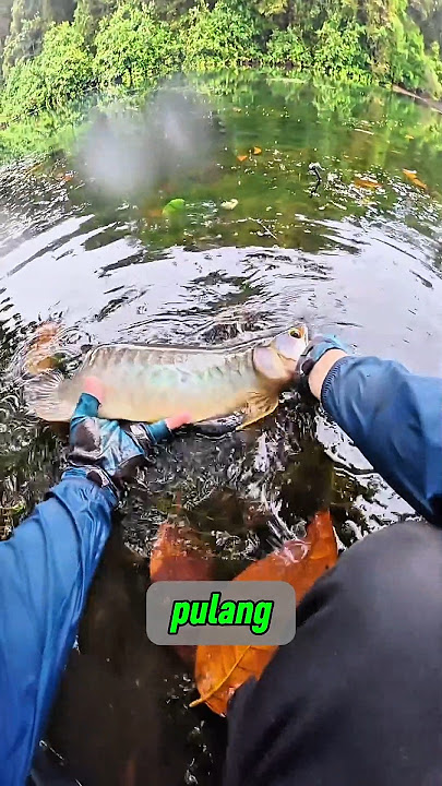 IT TURNS OUT THAT ARWANA FISH CAN ALSO BE CASTED #fishing #angling #shorts