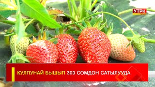 КУЛПУНАЙ БЫШЫП 300 СОМДОН САТЫЛУУДА