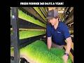 Incredible hydroponic feed, can be grown 365 days a year #shorts #viral