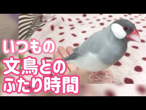 いつもの文鳥よもぎとのふたり時間　癒し動物　面白い動物　Java sparrow