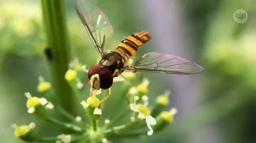 Hoverfliesa | Nature of the Hoverfly and Butterfly | Hoverfly hovering