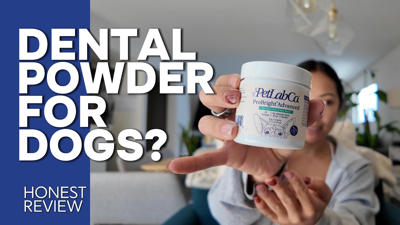 Do dogs love the taste of ProBright Dental Powder? l PetLab Co