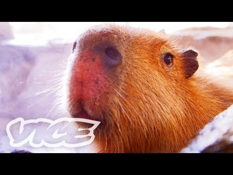 カピバラ温泉 - Capybara Onsen