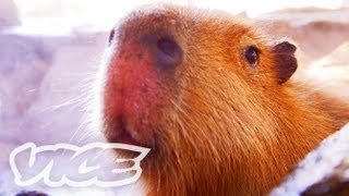 カピバラ温泉 - Capybara Onsen