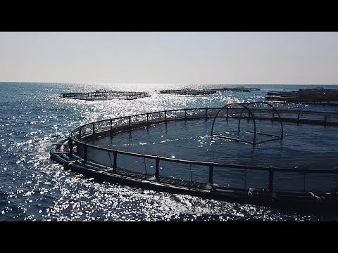 Aquakulturen - nachhaltige Alternative zu Wildfisch