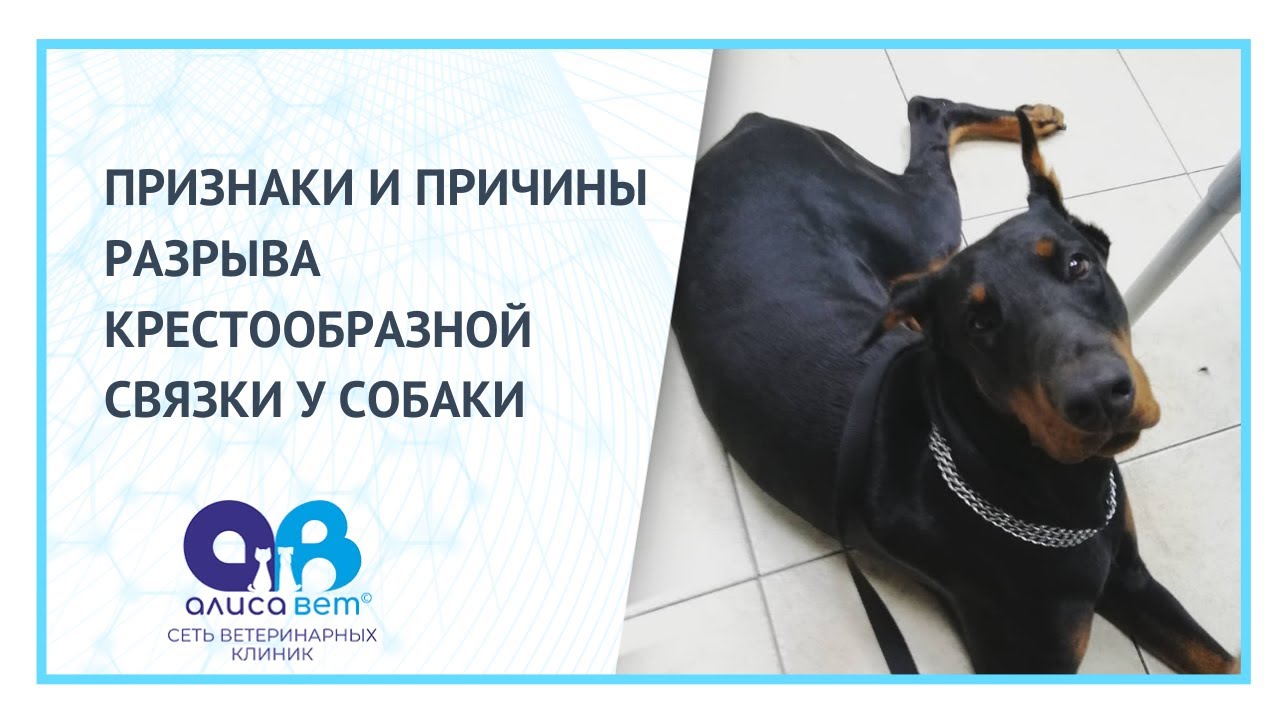 Собака хромает на заднюю лапу без видимых повреждений